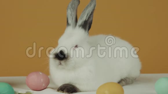 黄色背景上可爱的小白兔桌上有鸡蛋视频的预览图