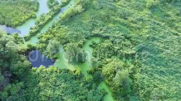 从无人机拍摄4K美丽的彩色沼泽胶片的光线和深度视频的预览图