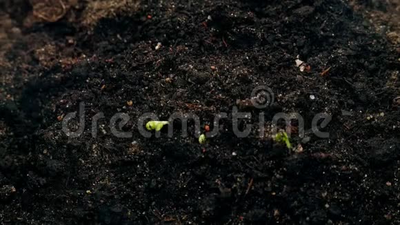 从土壤中生长的小型绿色植物农业概念新生命春天的时间流逝视频的预览图