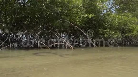 夏天用快艇在海岸上生长的红树林视频的预览图
