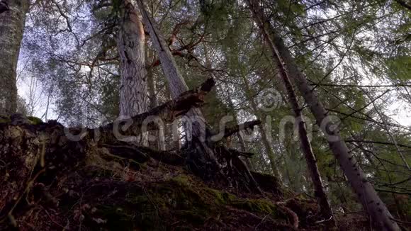 松树根在森林里视频的预览图