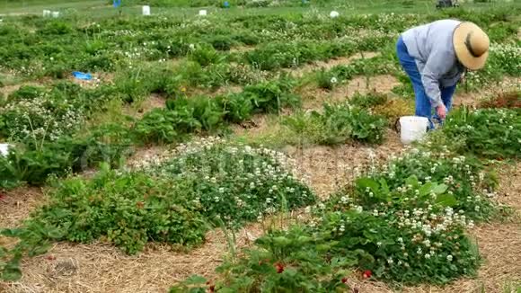 一位戴着一顶大草帽的资深女农民在花园里摘草莓时弯下腰视频的预览图