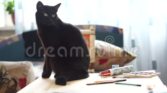 猫坐在铅笔附近视频的预览图