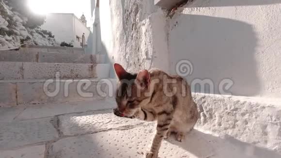 希腊的流浪猫用爪子擦脸视频的预览图