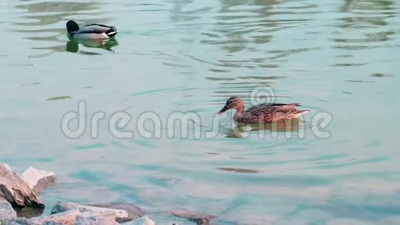 慢动作雌性野鸭倒伏在水里吃昆虫或杂草视频的预览图