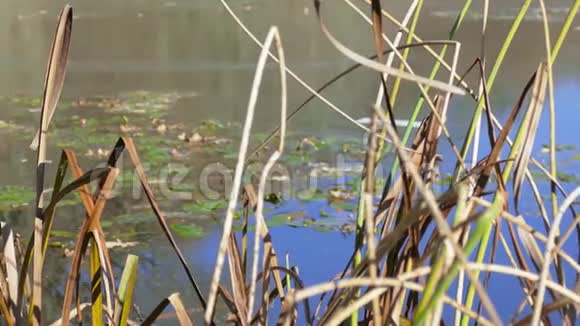 芦苇池塘在阳光明媚的秋日视频的预览图