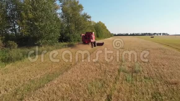 夏季小麦收割工作黑麦收割机联合机器在黄金麦田金麦玉米收获机视频的预览图
