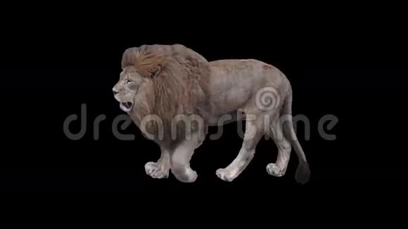 真正的射击雄狮与阿尔法无缝环慢慢行走视频的预览图