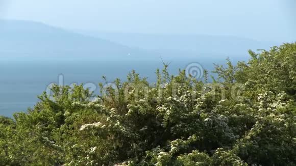 马利筋灌木和山脉近海视频的预览图