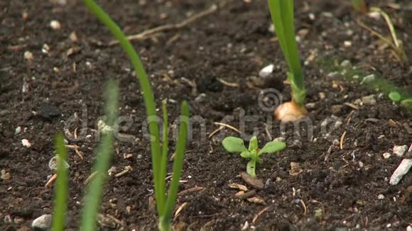 土壤和幼苗下的洋葱鳞茎视频的预览图