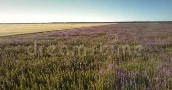 绿色草地上盛开着紫色的花朵视频的预览图