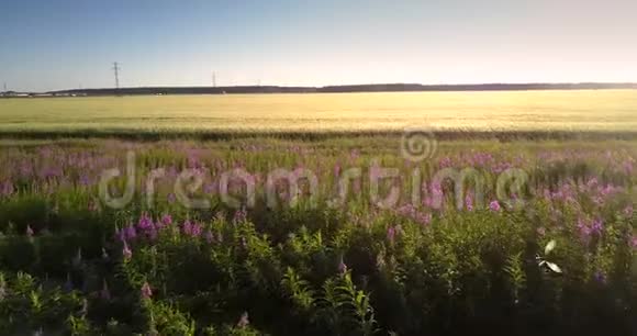 紫花和绿林之间的黄色麦田视频的预览图