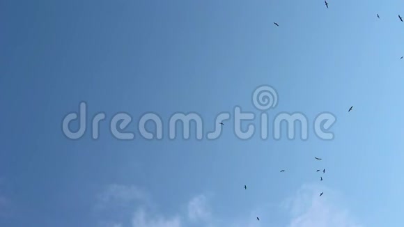 天空中的一群鸟视频的预览图