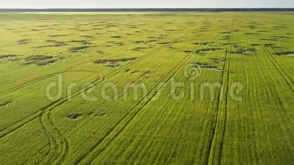 夏天绿色的麦茎长在大田里视频的预览图