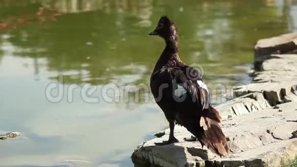 一只瘪着的黑鸭子站在湖边视频的预览图