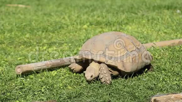 野龟后悔吃草太多视频的预览图