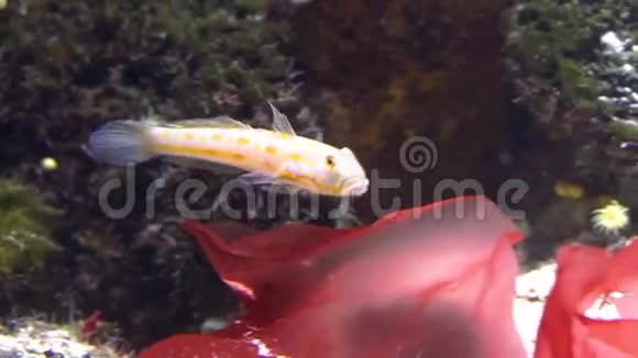 橘色的睡客在水下游泳沙筛鱼来自印度洋的热带水族馆宠物视频的预览图