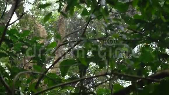 猴子黑猩猩在非洲的热带森林里快速爬上连鳍视频的预览图