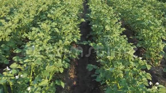 农民田里的一排排土豆视频的预览图