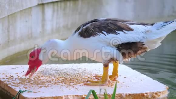 番鸭的雄性在交配后吃谷物视频的预览图