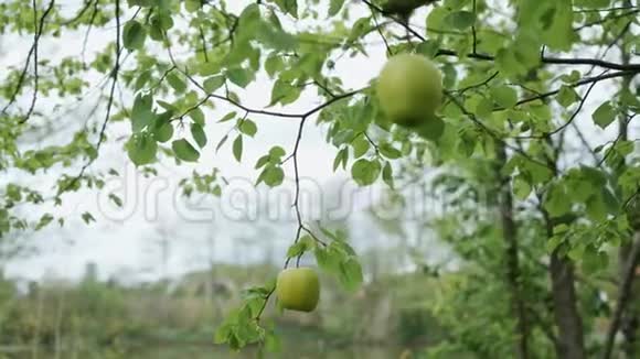 两个绿苹果挂在夏季花园的早午餐上特写视频的预览图