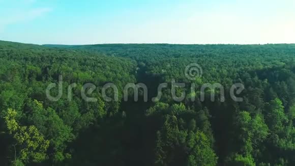 4K航景沿绿色森林向前移动丰富了茂密的树木奇妙的自然背景4K视频的预览图