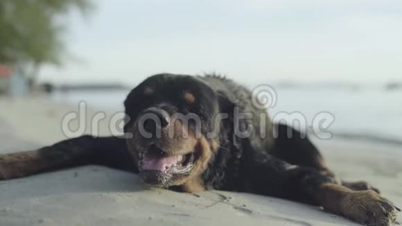 在海滩上的狗亚洲柬埔寨西哈努克城视频的预览图