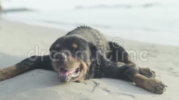 在海滩上的狗亚洲柬埔寨西哈努克城视频的预览图