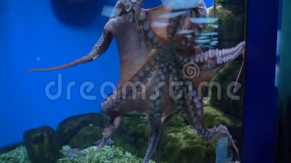 章鱼在水族馆的一个大型水族馆里游泳视频的预览图