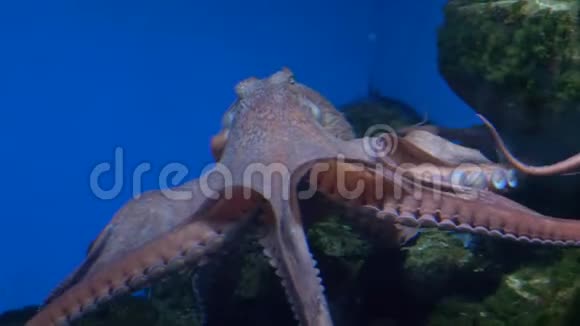 章鱼在水族馆的一个大型水族馆里游泳视频的预览图