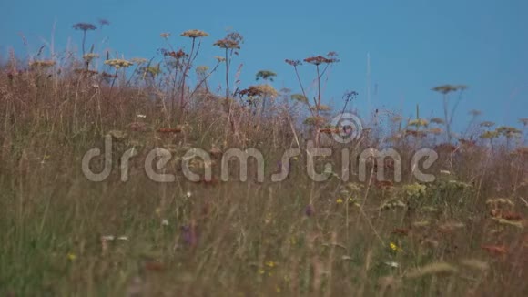夏天的田野蓝色的天空背景上有草药视频的预览图