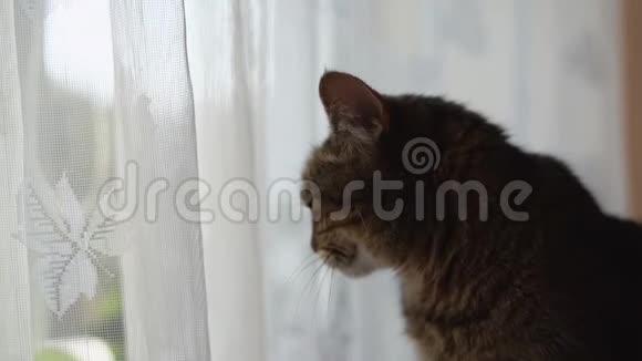 猫从窗帘后面偷看视频的预览图