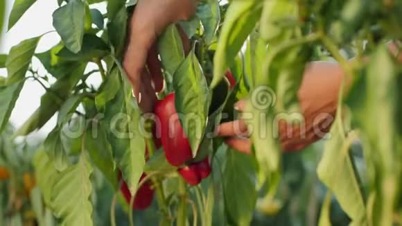 一只雌性的手在菜园里收获了一根辣椒视频的预览图