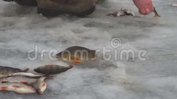 渔夫收集躺在冰上的鱼视频的预览图
