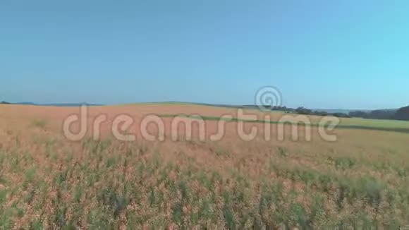 在蓝天映衬下广阔的田野上红色的荞麦花被风摇曳着低飞着4公里视频的预览图
