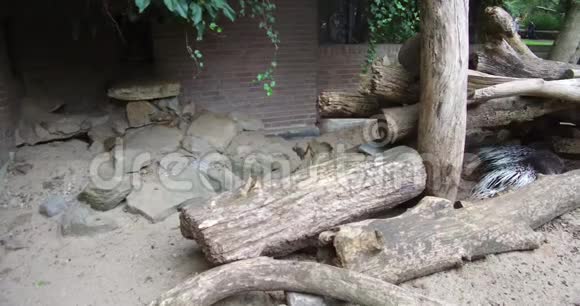 有趣的猫鼬在笼子里玩阿姆斯特丹动物园视频的预览图