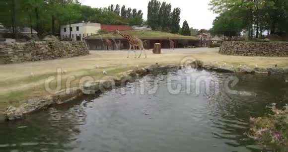 阿姆斯特丹动物园里的长颈鹿在吃食物和散步视频的预览图