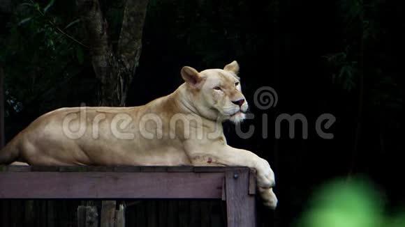 动物园里躺在木桌上的雌狮视频的预览图