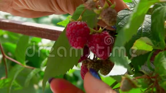 从灌木丛中摘红树莓的女性手视频的预览图