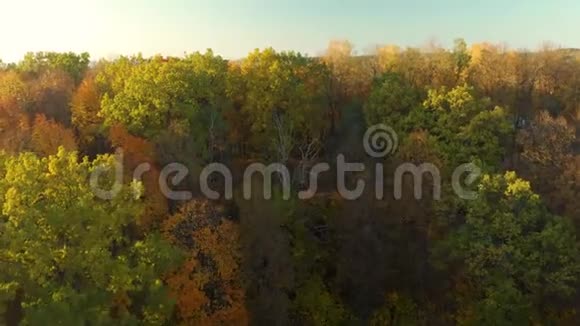 在城市公园上空飞过树上长满了橘黄色的秋叶视频的预览图