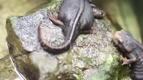 蜥蜴绿色和棕色的皮肤躺在第二块石头上绿热带背景上的蜥蜴靠近侧视视频的预览图