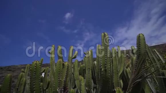 西班牙野生仙人掌干旱岛屿上一种美丽的绿色植物视频的预览图