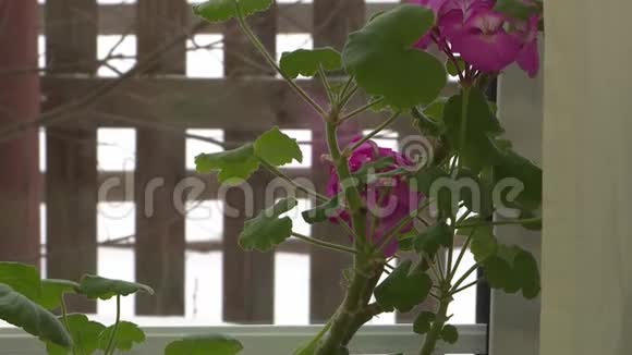 窗台上的一束花园花窗外冬季景观视频的预览图
