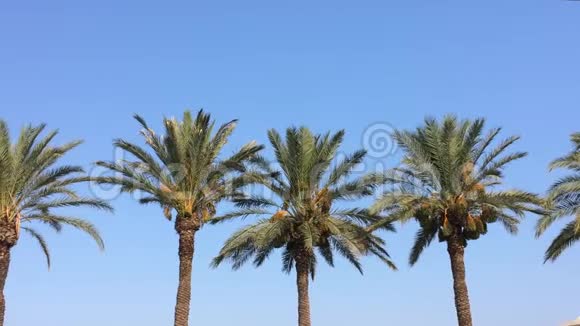 一群棕榈树在天空中摇曳棕榈叶在风中摇曳视频的预览图