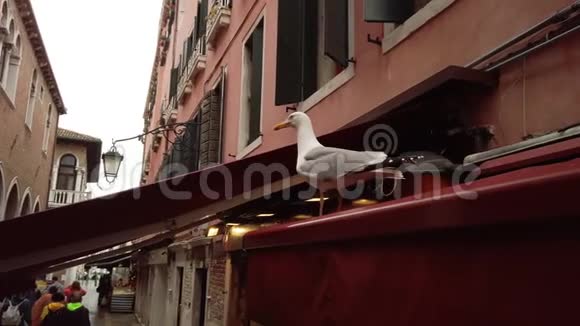 意大利威尼斯2019年5月在咖啡馆的高峰上不耐烦的海鸥以意大利风格的房子为背景视频的预览图