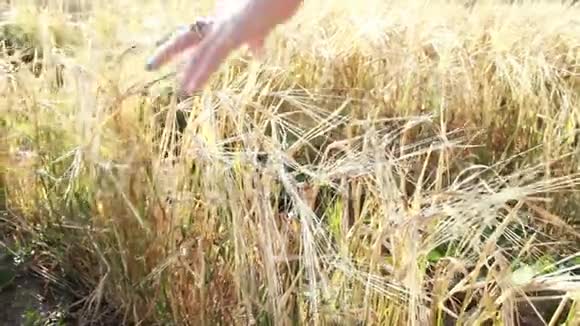 女孩用手在田里熟透的麦穗上奔跑有戒指和指甲的女人视频的预览图