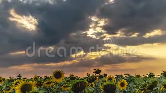 一片向日葵的田野上美丽的日落时间流逝视频的预览图