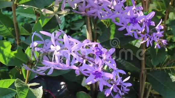 花园里美丽的紫色花卉植物视频的预览图