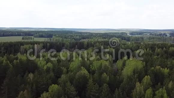 鸟瞰森林与绿色草甸夏日自然景观库存录像从鸟瞰的乡村田野视频的预览图