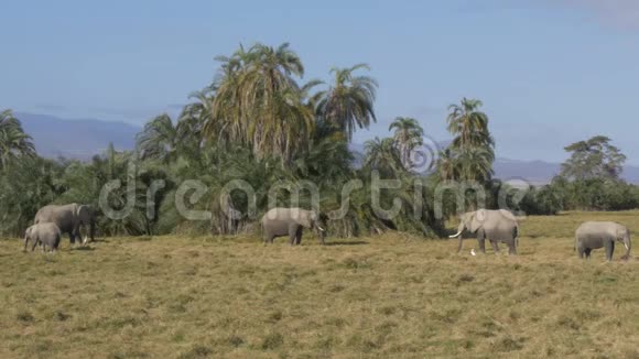 在肯尼亚安博塞利喂大象的广阔视野视频的预览图